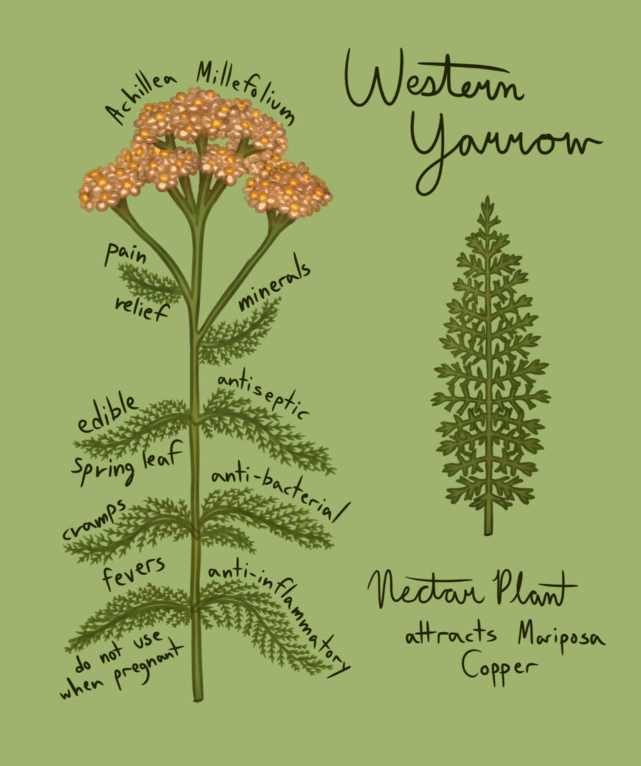 Yarrow