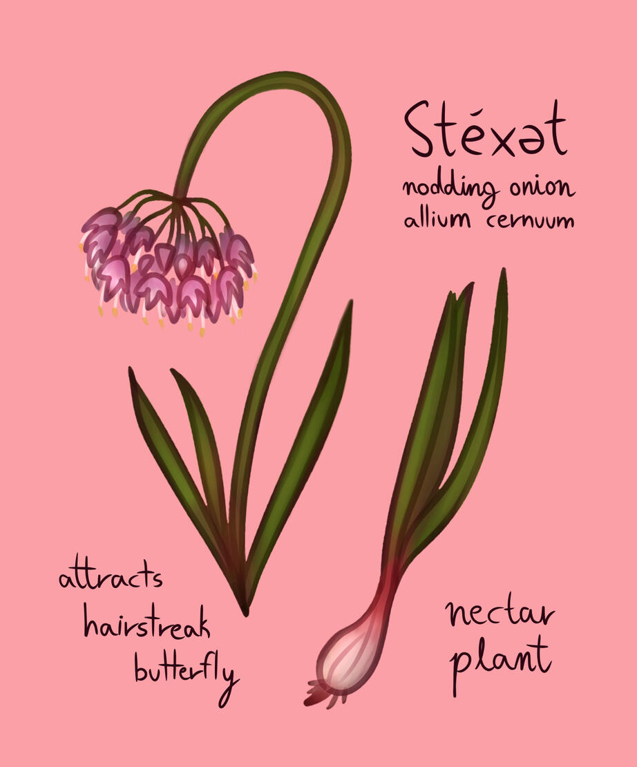 Nodding Onion