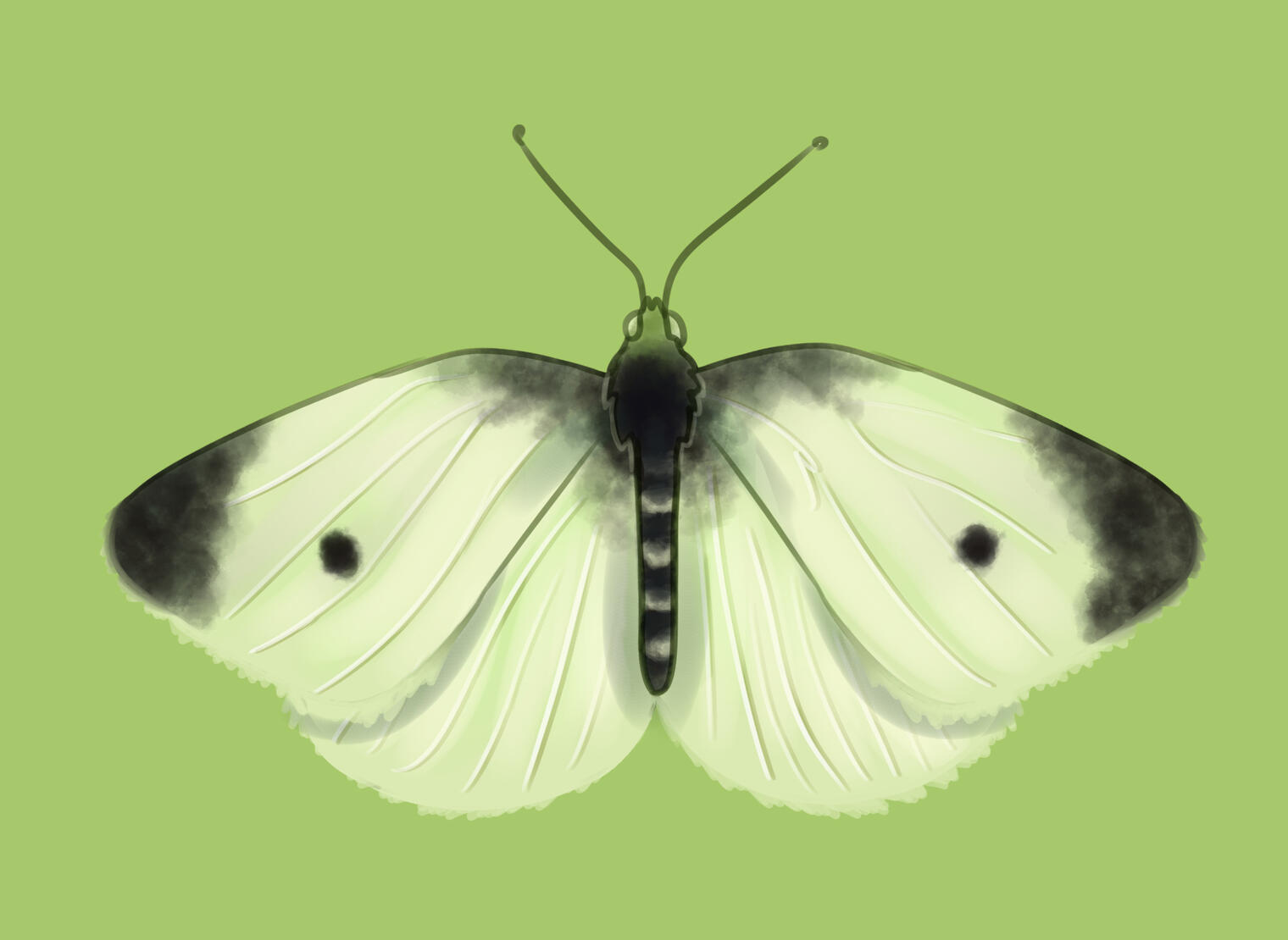 Cabbage White