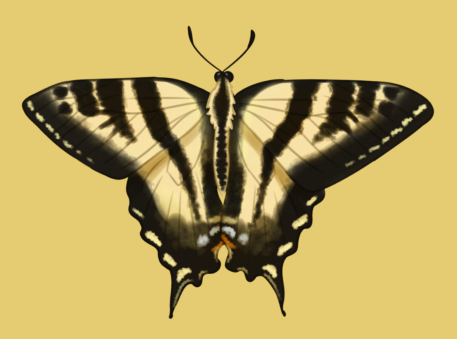 Western Tiger Swallowtail
