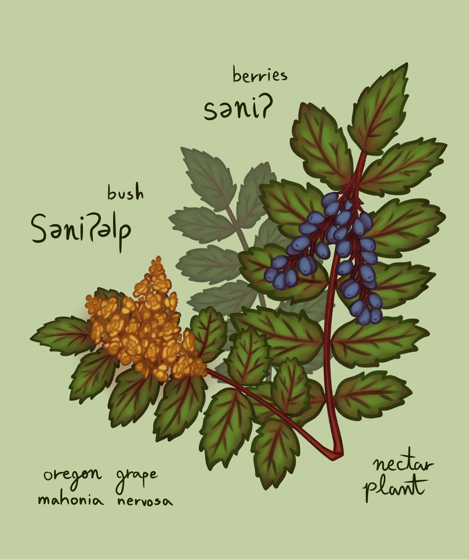 Oregon Grape