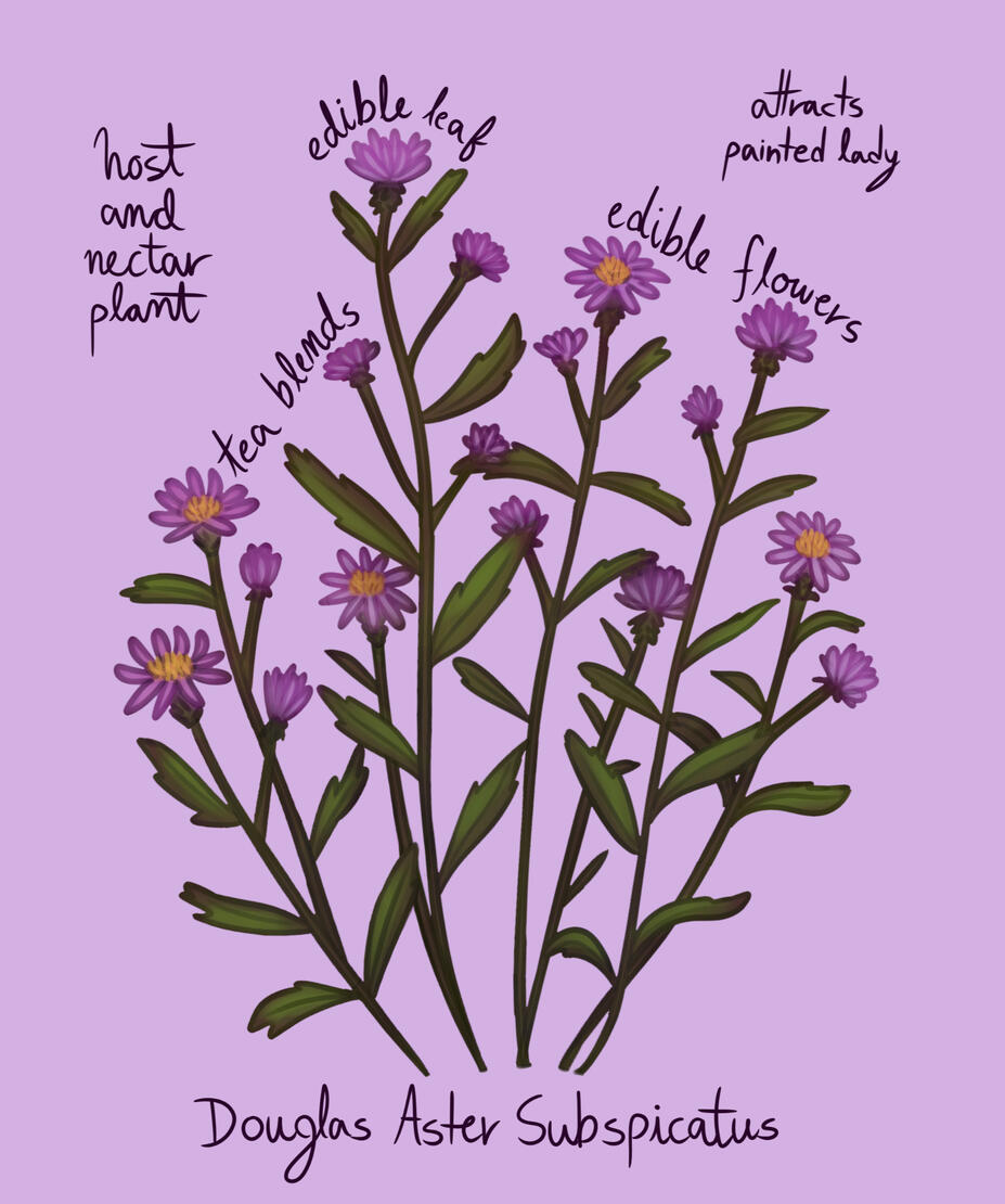 Douglas Aster