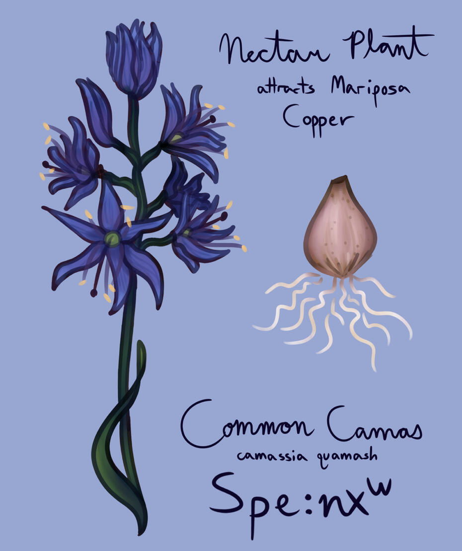 Blue Camas
