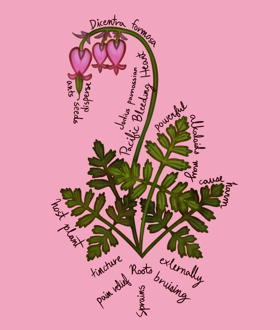 Pacific Bleeding Heart